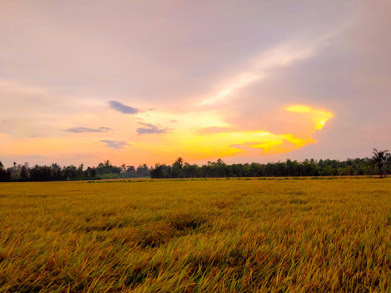 Ngắm hoàng hôn và chill tại cánh đồng An Mỹ